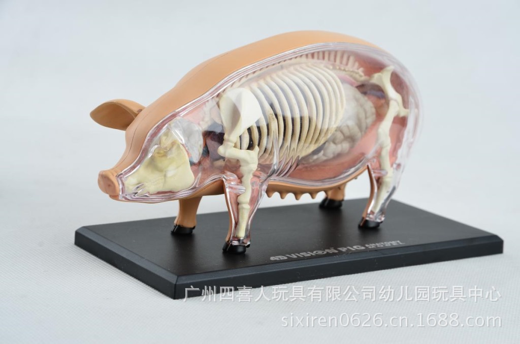 猪标本解剖模型带器官骨骼 4d master正品ha26102