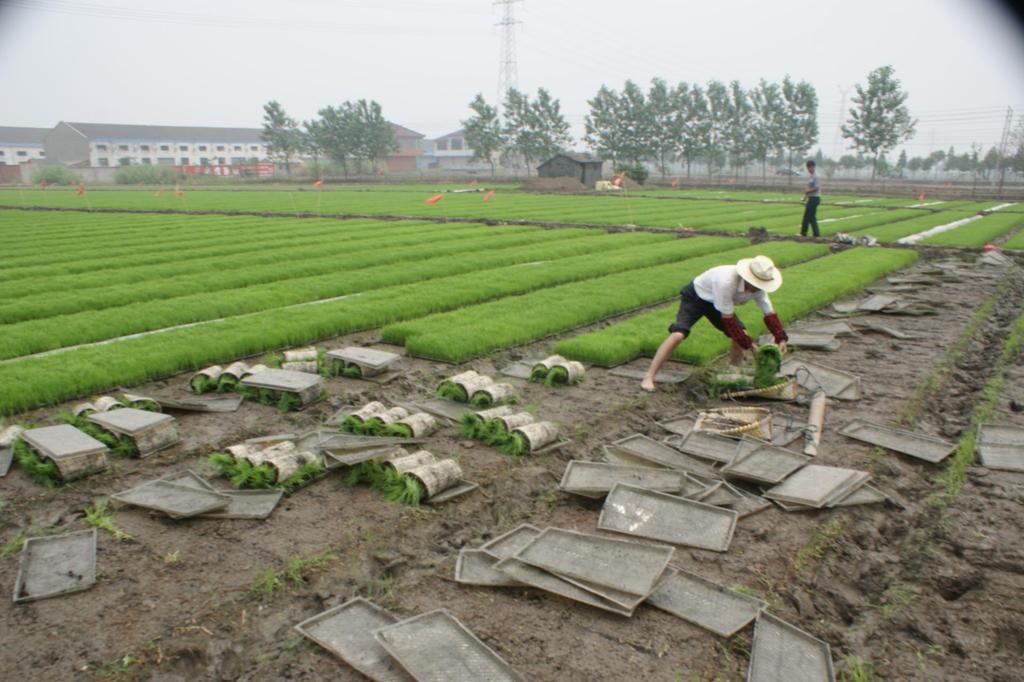 供应育苗基质 育秧基质 农业专家技术指导使用