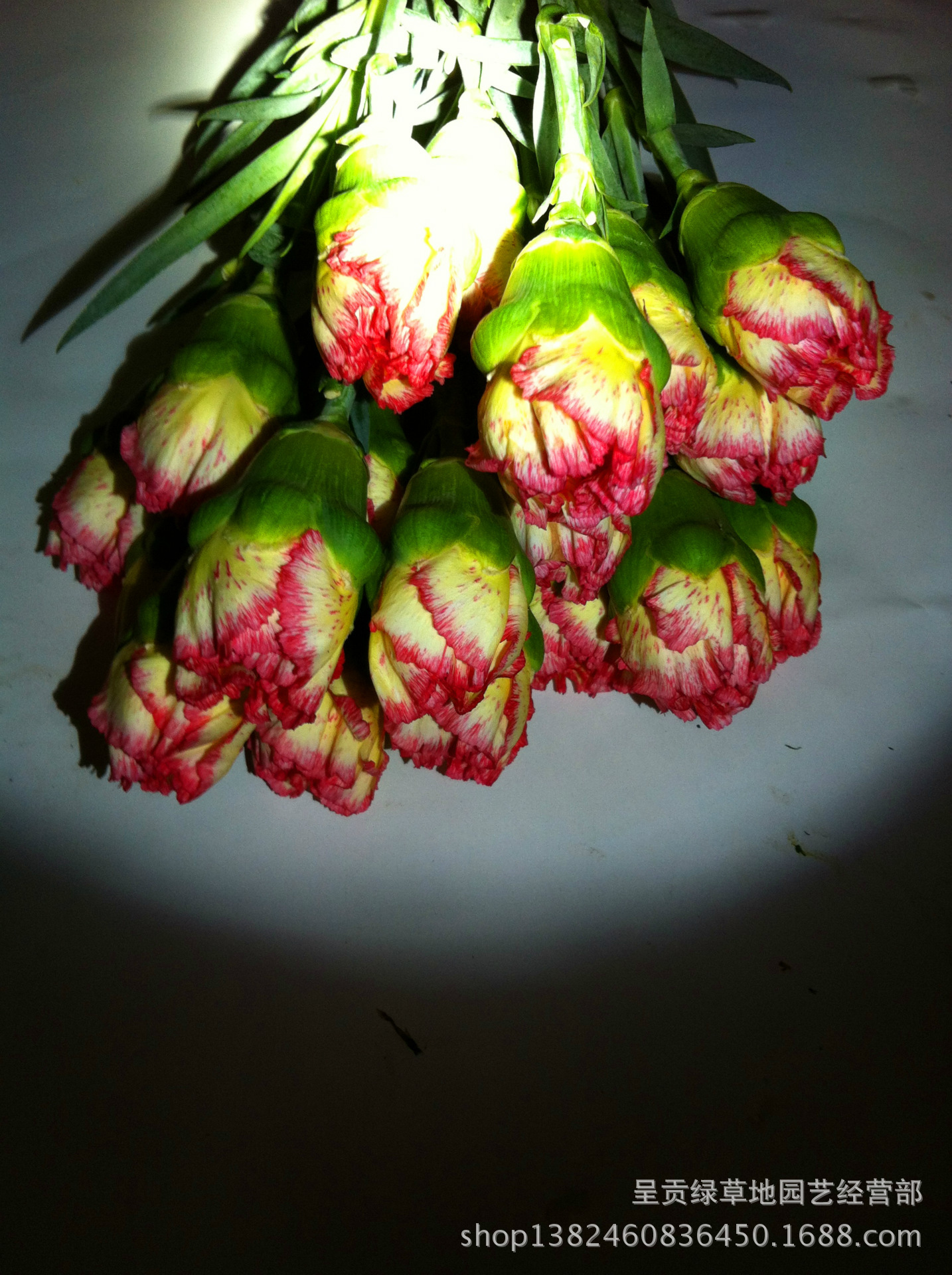 康乃馨(俏新娘)云南昆明斗南花卉市场鲜花批发 鲜花批发 鲜花