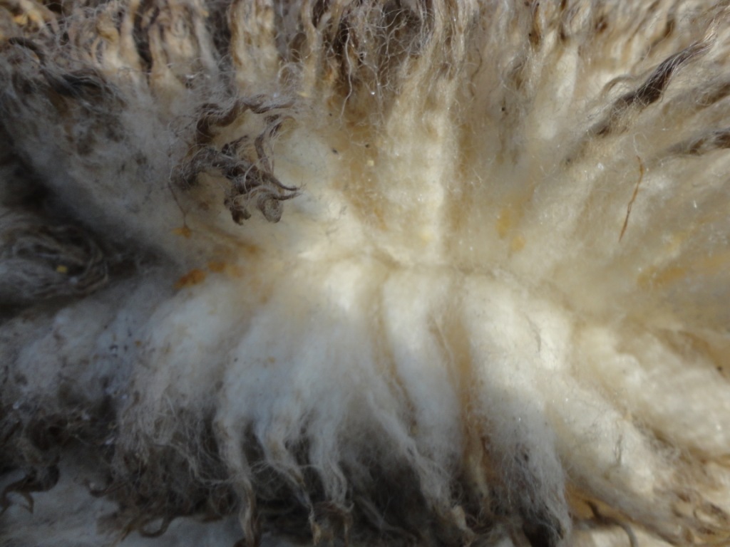 河北邢台供应澳大利亚绵羊皮 盐湿皮 羊皮 生皮 生羊皮 剪春羊皮详情