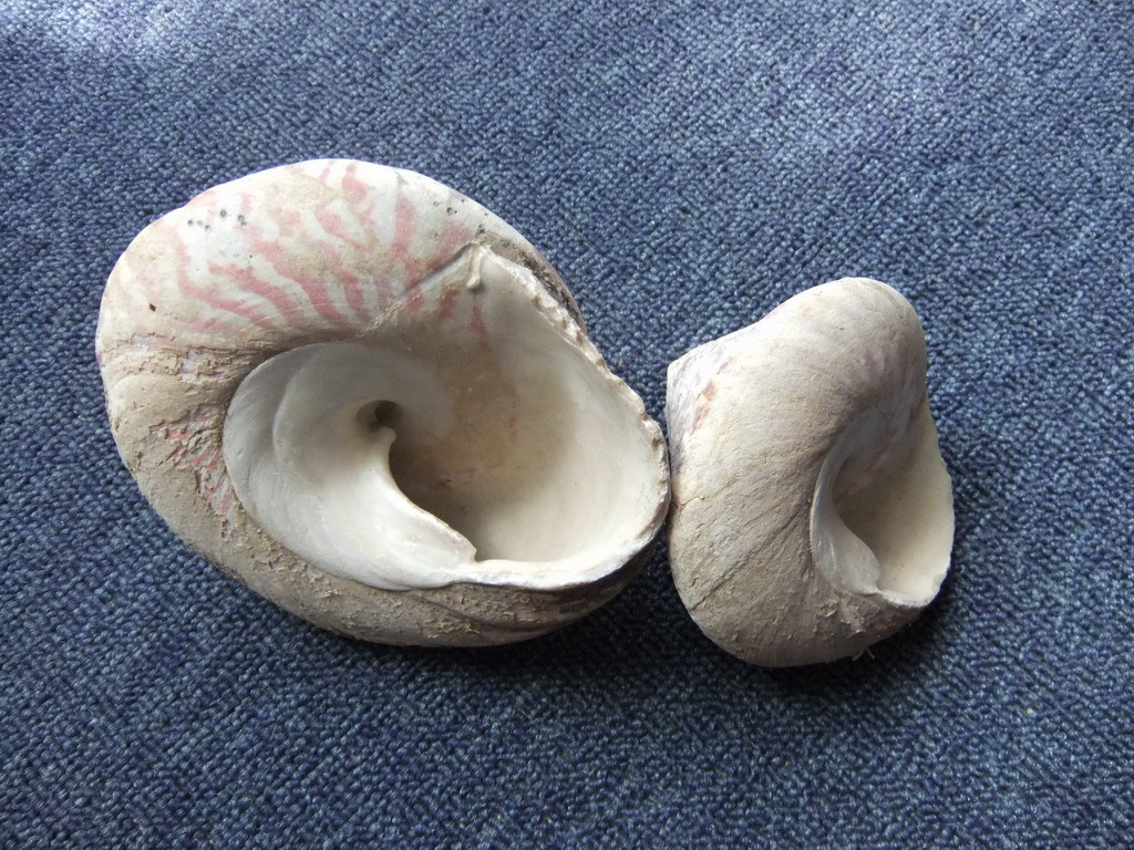 批发供应大量的马蹄螺原料(正大贝壳)