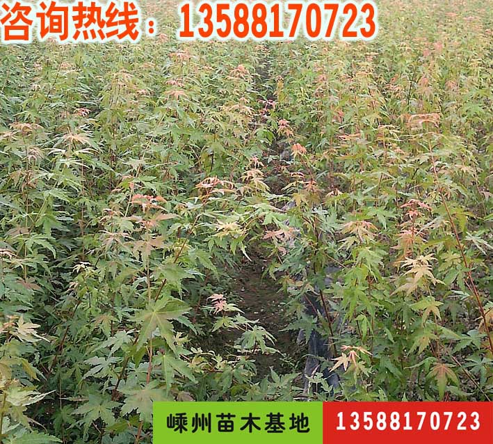 嵊州苗圃批发优质绿化苗木-当年生鸡爪槭小苗 鸡爪槭图片