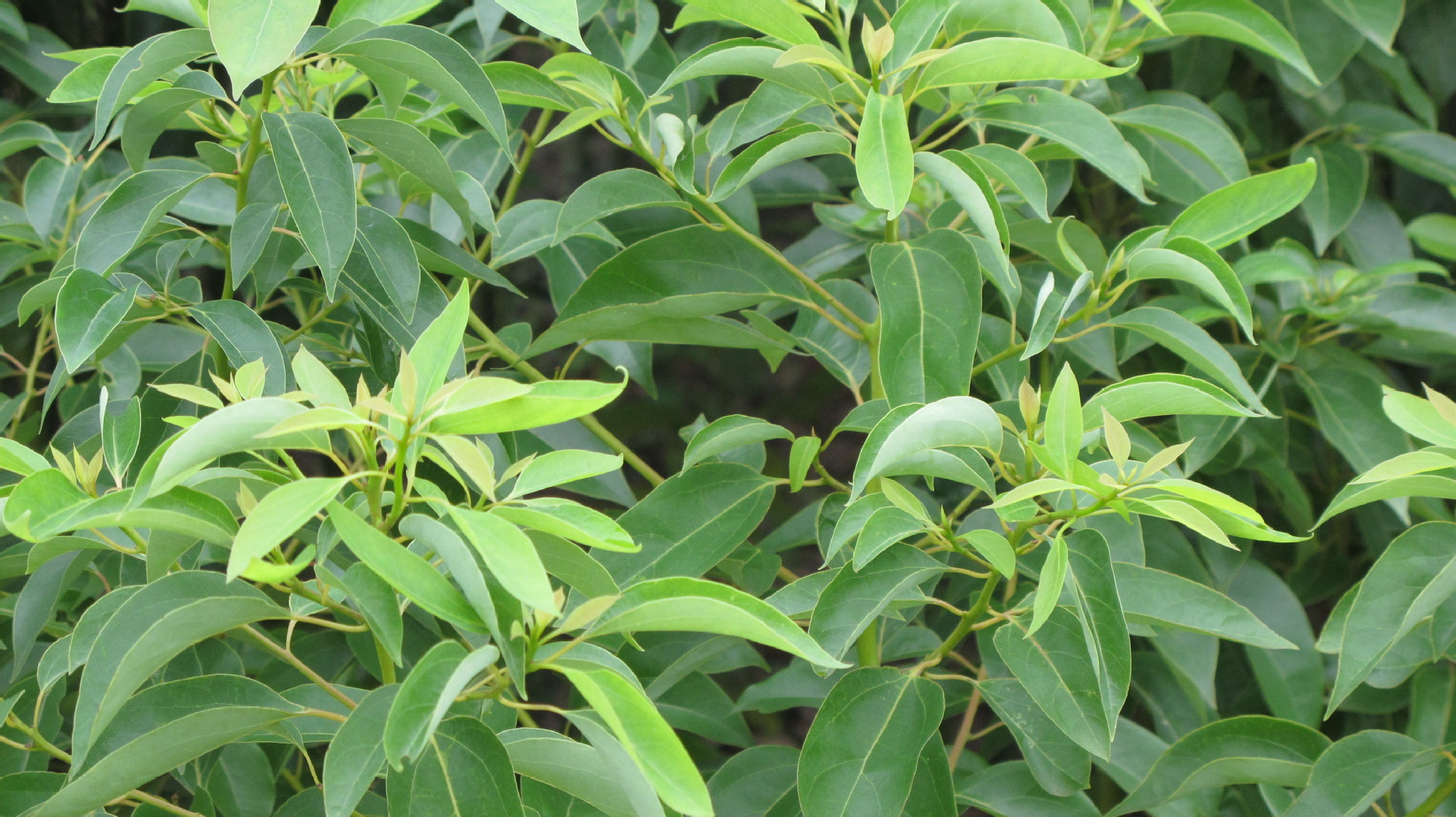 大量供应,园林绿化,小叶香樟苗,量大从优