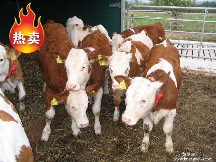牛犊供应市场迎来新机遇