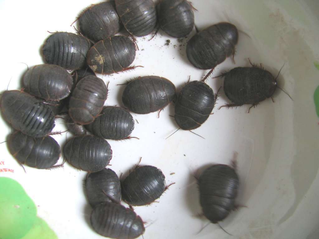 批发供应 优质中药材 动物原药材批发 土元 土鳖