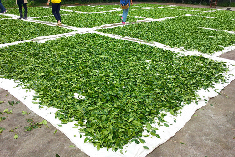 肉桂武夷岩茶大红袍乌龙茶炭焙清香型500克罐装甘润肉桂 gr-y10s