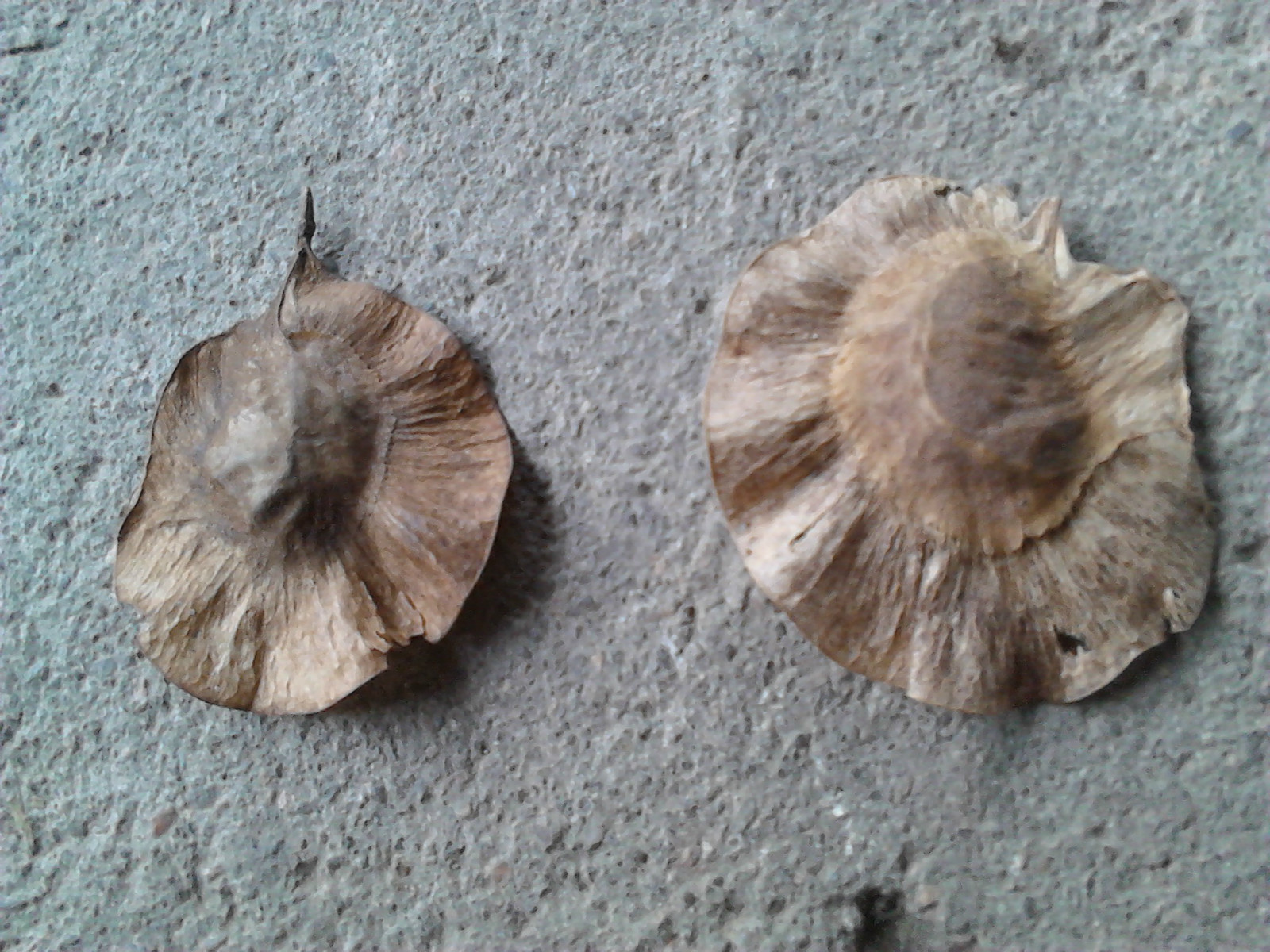 印度紫檀种子檀香种子大叶紫檀种子