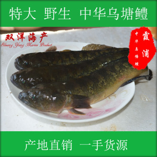 福建海產品 鮮活海鮮 野生中華烏塘鱧 烏魚 蟹虎 批發