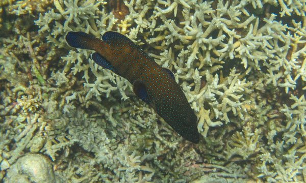 深圳水產海鮮批發 福田進口魚類供應 野生藍星斑魚 石斑魚直銷