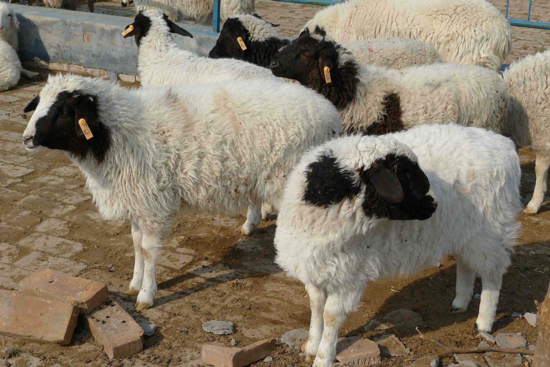 农户帮扶计划 封丘种羊场供应杜寒杂交怀孕母羊 厂家统一回收 杜寒羊
