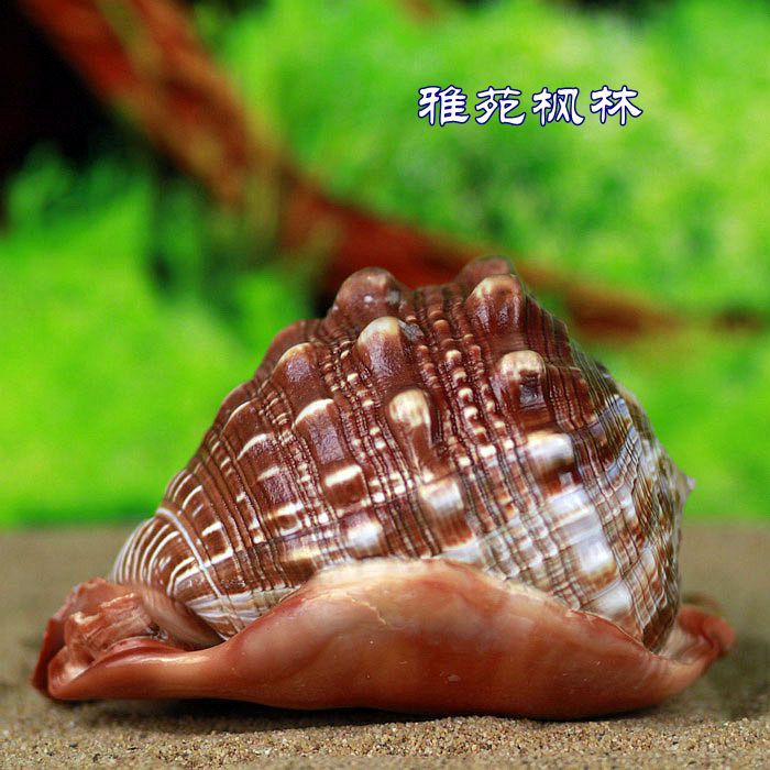 万宝螺12-15厘米 四大名螺 天然大海螺贝壳海胆海星海铁树 地中海