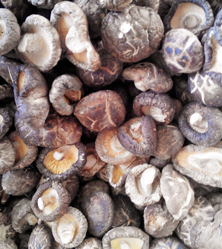批发小花菇 野生花菇 高营养花菇 250克起 厂家直销