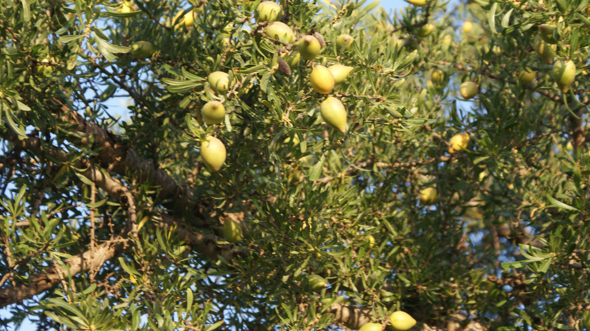 特价供应原装进口摩洛哥阿甘油
