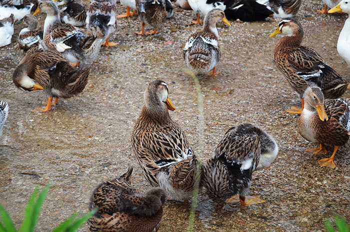 鸭 清远麻鸭 土鸭 清水鸭 稻鸭 老鸭 批发