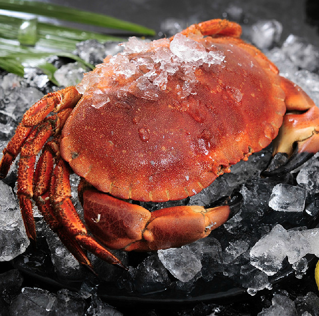 常氏海鲜野生大螃蟹 活鲜黄金蟹 野生满黄螃蟹 鲜活海鲜大螃蟹