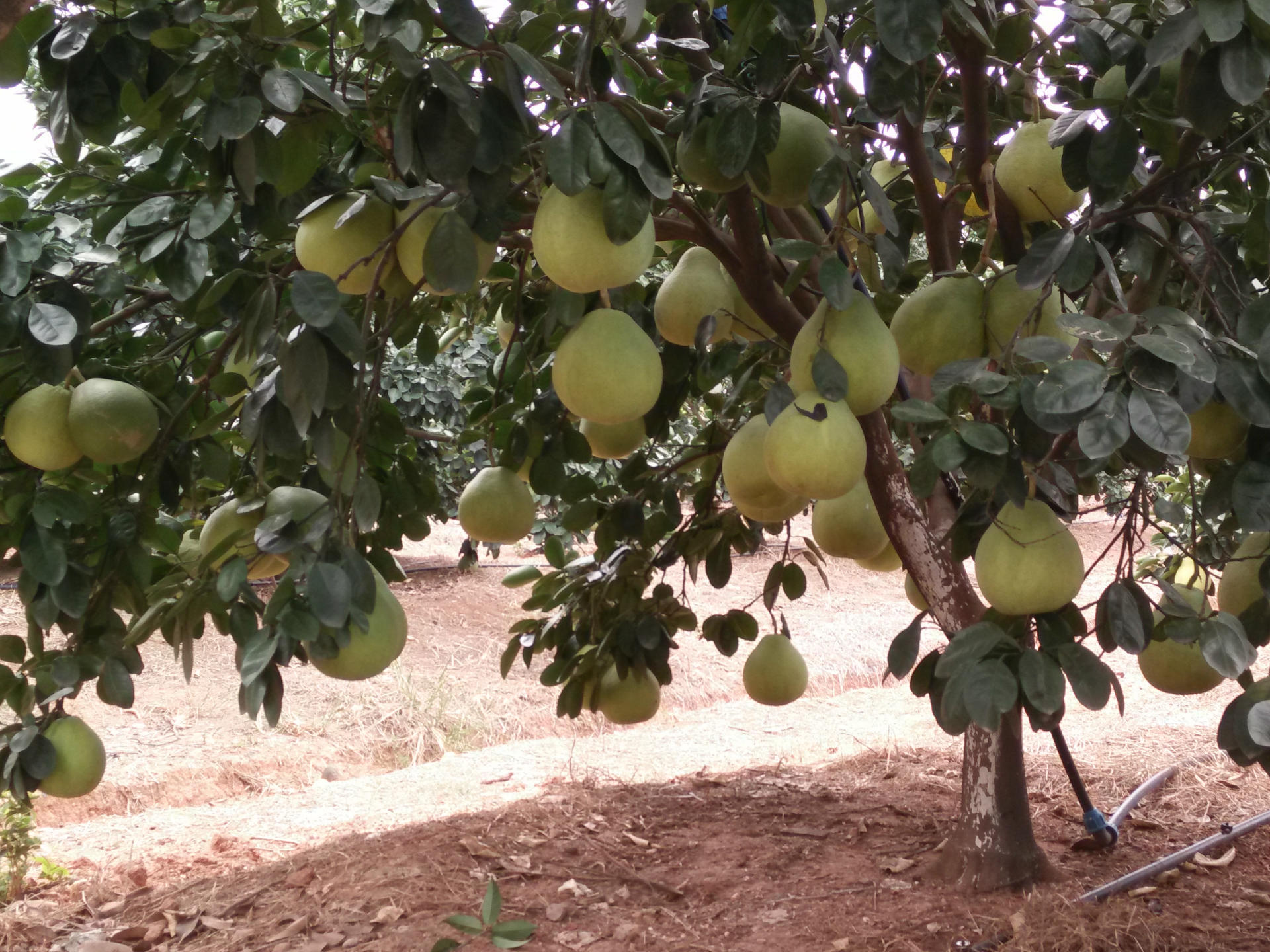 预售桃溪蜜柚,绿色有机新鲜水果,柚子,井冈蜜柚主产区