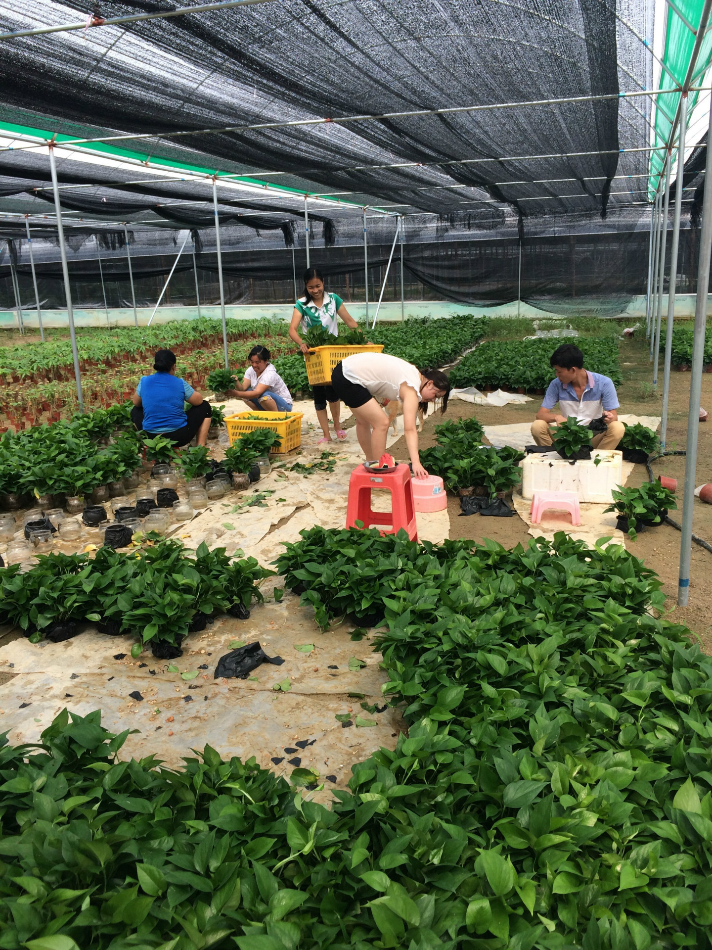 水培花卉植物批发 绿萝吊兰 水培盆栽 容易养 好广州基地直销