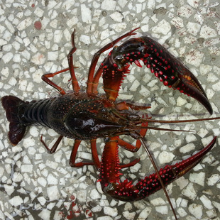 5两 淡水鲜活大龙虾批发