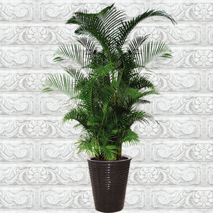 基地出售 大型盆栽 凤尾竹上室内高档植物 净化空气