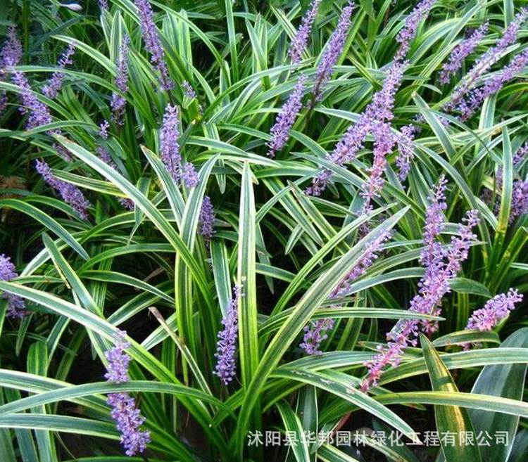 地被植物极耐寒耐旱玉龙草日本矮麦冬金边麦冬麦冬草四季常绿