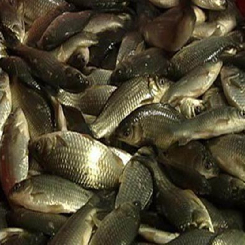 30年养殖鱼苗州专业批发鱼苗花骨鱼大中小鱼苗包传授养殖经验黑鱼