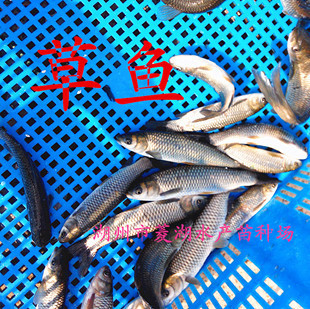 草鱼苗求购
