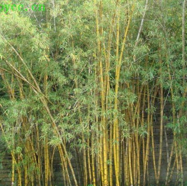 大量批发湘妃竹苗 湘妃竹又名花斑竹 绿化工程苗木庭院观赏绿篱