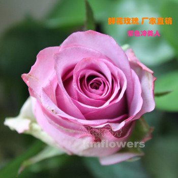 鲜花一件代发