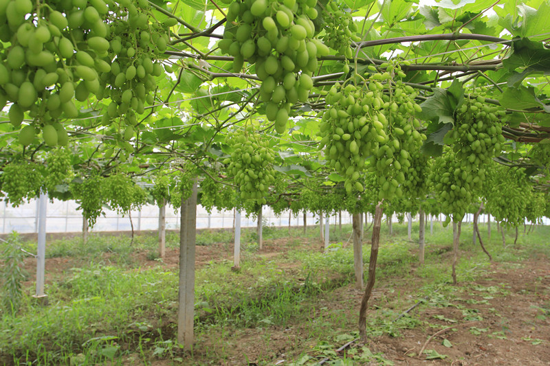 【预售】味菓时光 新鲜提子 供应 产地直销