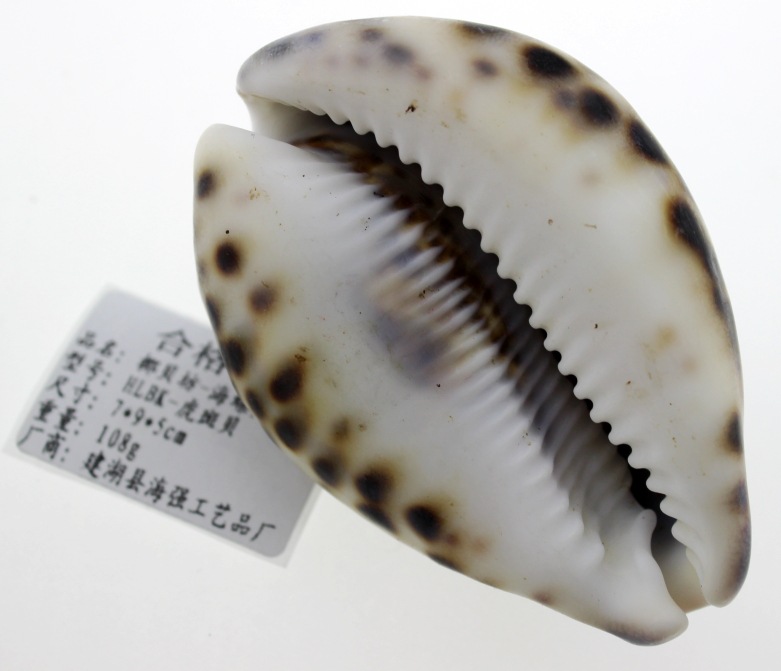 厂家直批 纯天然海螺贝壳批发 贝壳工艺品批发 收藏螺 虎斑生肖螺