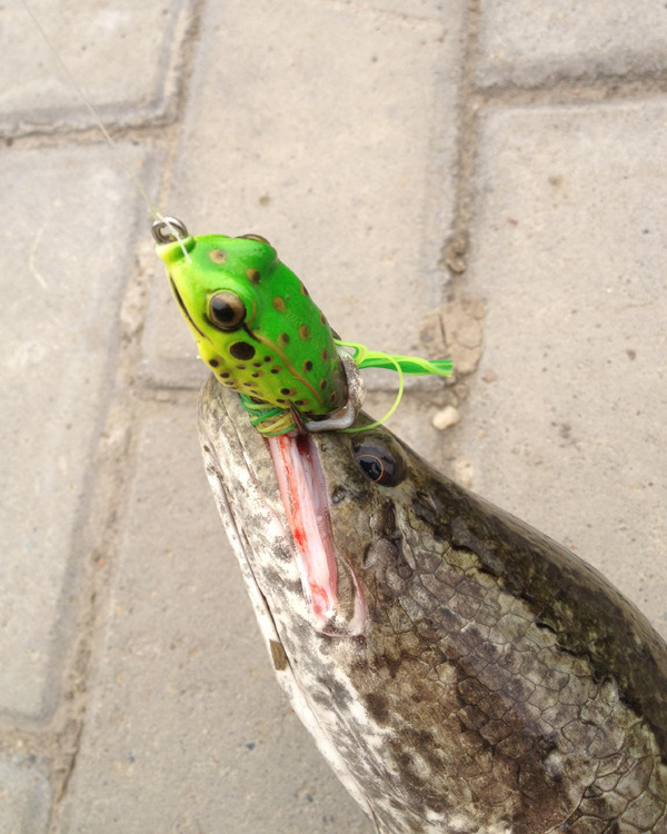 创峰路亚 带脚青蛙 假饵 鱼饵 雷蛙 迷你黑鱼蛙40mm 6.5g-5种颜色