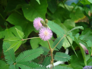 含羞草 種子 植物 花卉 菜種 花種 盆栽 天天特價