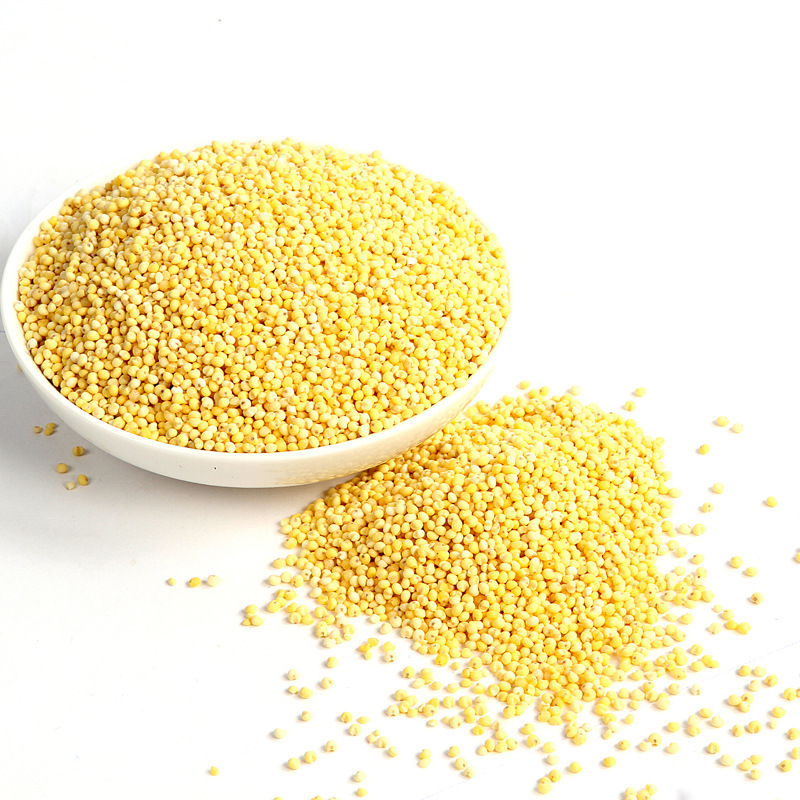 供应有机大黄米 有机杂粮大黄米五谷杂粮批发诚招代理商