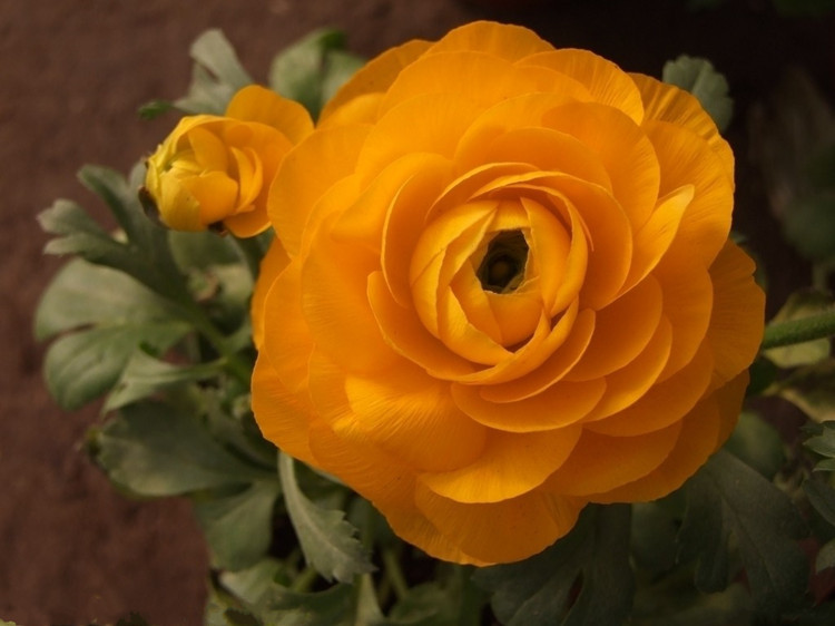 江苏宿迁花毛茛球根重瓣多色可选 花毛茛种球价格 - 中国供应商移动版