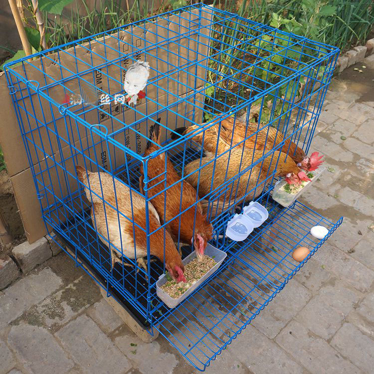 阳台养鸡自制鸡笼图片