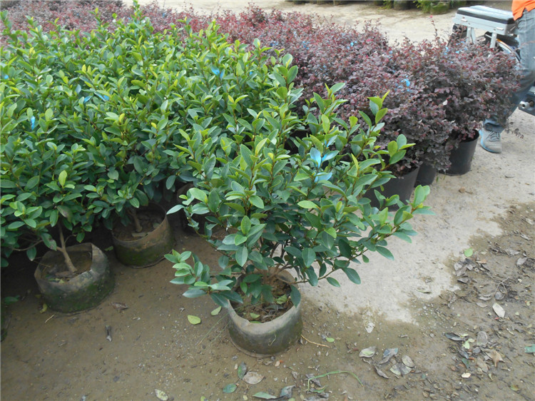 金三角/含笑/h0.6m/冠幅0.6m/布袋图片_8