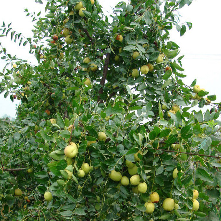 基地枣树苗 枣苗价格 专供枣苗 冬枣量大优惠