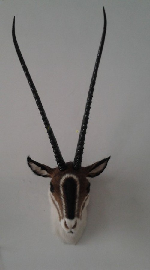 宏艺厂家直销 创意礼品 玄关壁挂 仿真羚羊头 动物 真皮纯手工