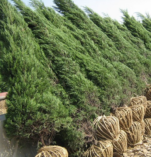 供应色块绿化苗木大桧柏大塔柏蜀桧块柏250400厘米