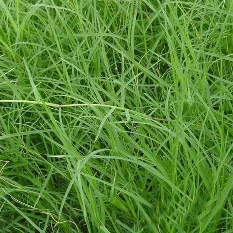 紫羊茅 冷季型四季青草坪 庭院别墅草坪种子 耐践踏 量大从优