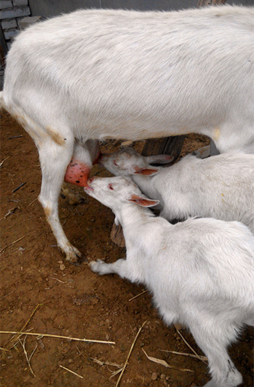 农民养殖业新型养殖项目 奶羊养殖 买奶山羊到个体奶羊养殖场