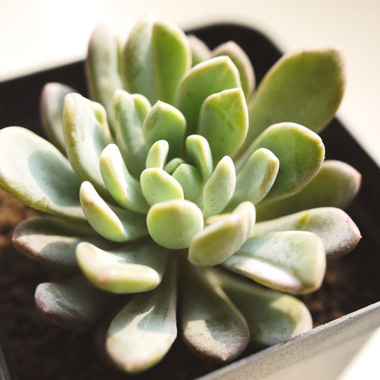 大量批发多肉植物 立田锦 净化空气 防辐射 货源充足