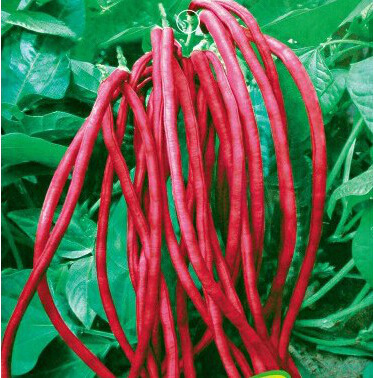 蔬菜种子 红豇豆种子 红豆角 长豆角种子 架豆 采收期长15粒/包