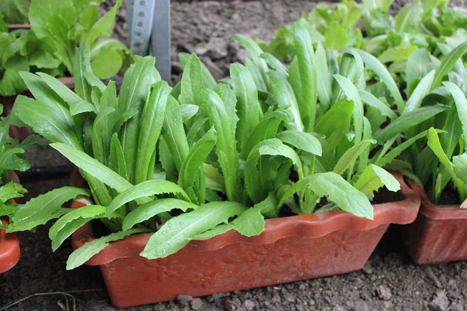 盆栽有机蔬菜-----油麦菜 ,预定优惠80%