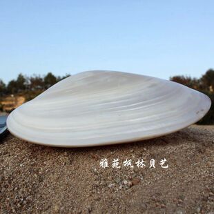 大淡水贝 19-20厘米 天然海螺批发 地中海饰品