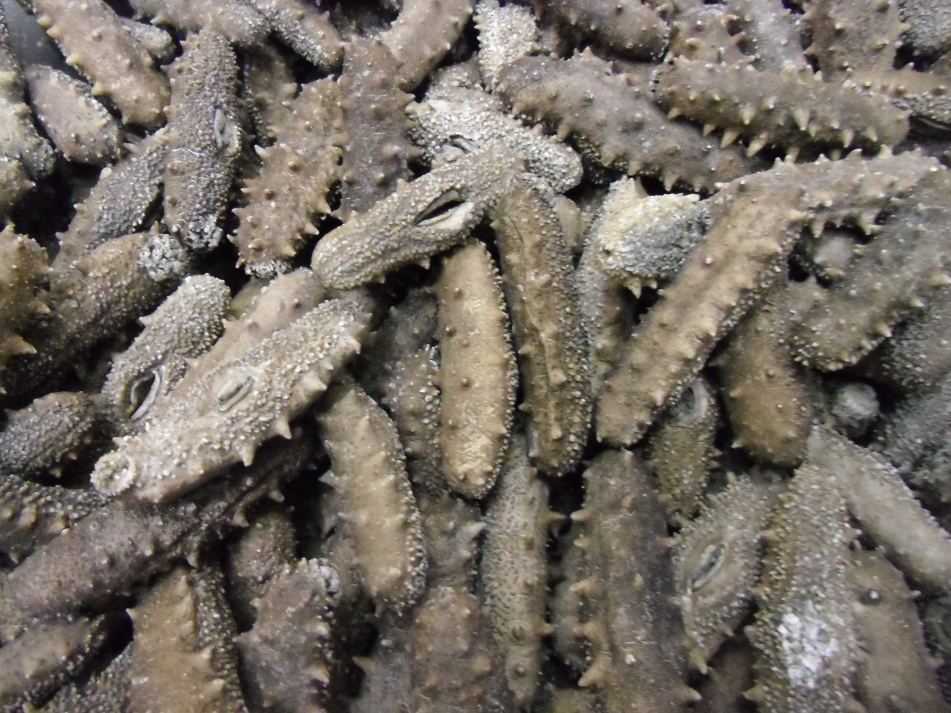 大连冻干海参新年礼品必备本海参比较轻一斤可以装2盒刺参