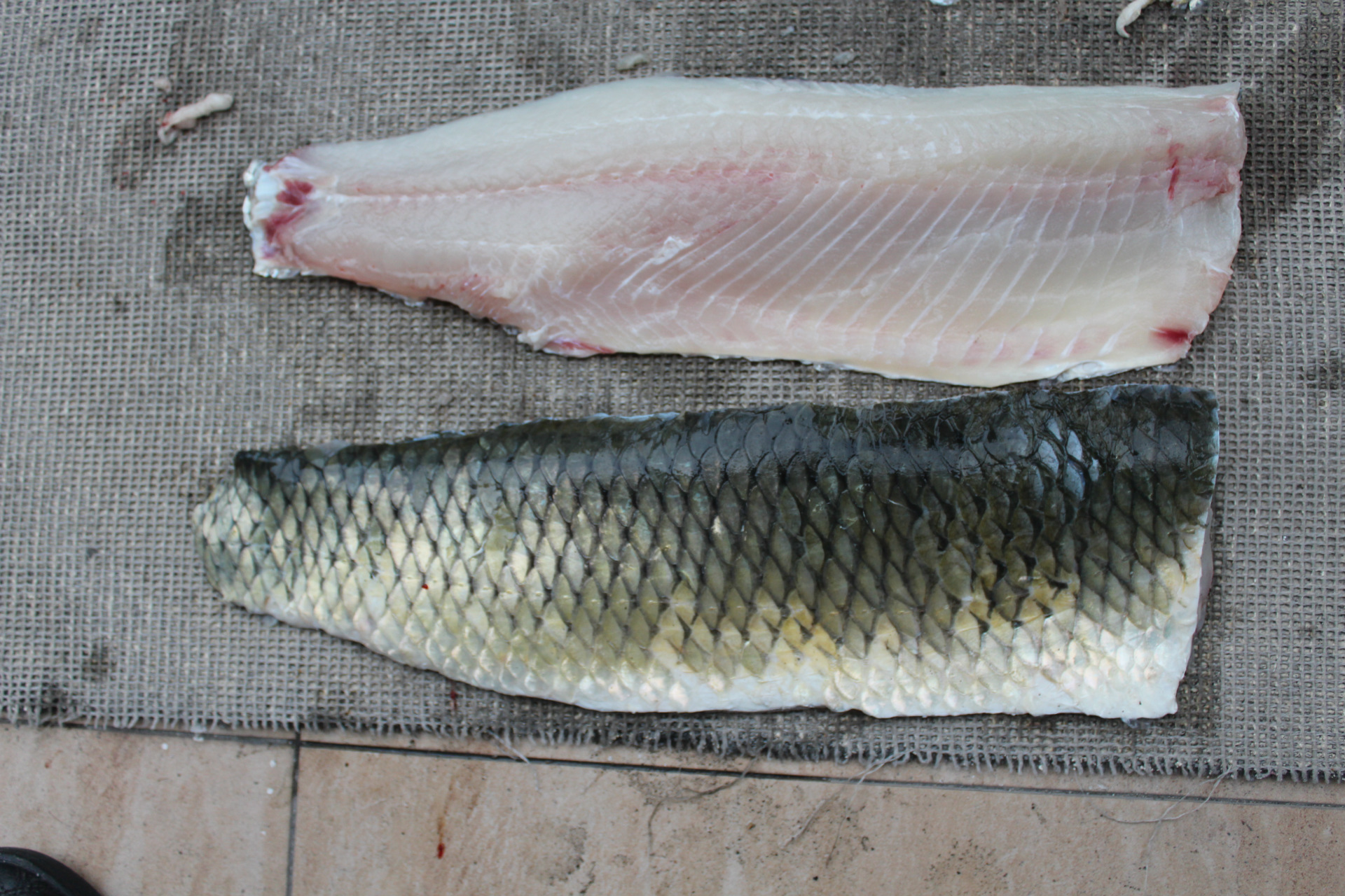 单冻/冷冻草鱼片/ 出口鱼片/ 草鱼水产品加工可出口任何国家