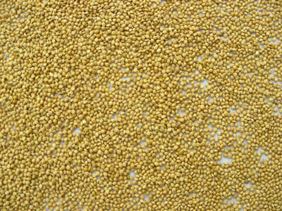 我公司大量供应谷子种子,期待您的合作