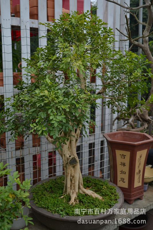 九里香盆景,樁景,樹木嶺南盆栽,大量批發