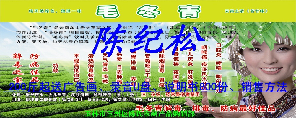 毛冬青 100斤起免费送广告画,录音,说明书,大货电议